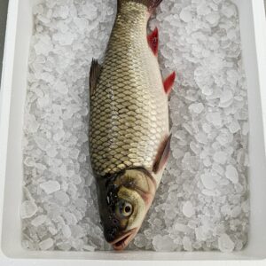 Rohu Fish Per Kg – Färsk & Perfekt för Sydasiatiska Rätter