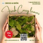 Fresh Curry Leaves Kari pata